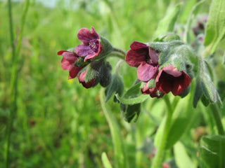 Cynoglossum officinale <br>DOG'S TONGUE, HOUND'S TONGUE