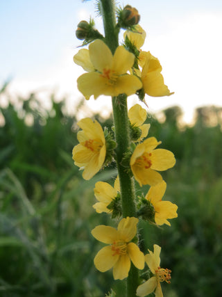 Agrimonia procera <br>FRAGRANT AGRIMONY