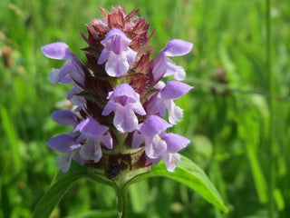 Prunella vulgaris <br>HEAL ALL, SELF HEAL