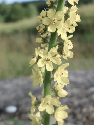 Agrimonia eupatoria var. alba <br>COMMON AGRIMONY, CHURCH STEEPLES