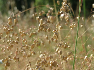 Briza media <br>QUAKING GRASS