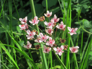 Butomus umbellatus <br>FLOWERING RUSH