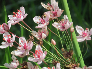 Butomus umbellatus <br>FLOWERING RUSH