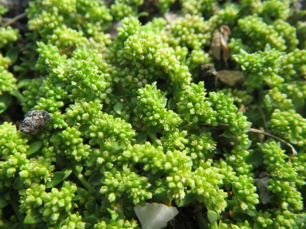 Herniaria glabra GREEN CARPET RUPTUREWORT – Ferri Seeds
