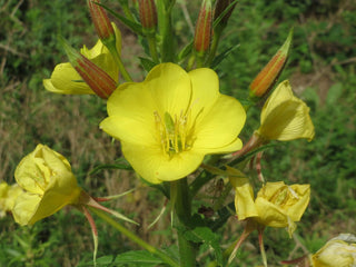 Oenothera biennis <br>EVENING PRIMROSE