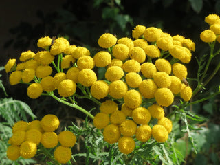 Tanacetum <br>SUNNY BALL FEVERFEW