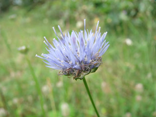 Jasione montana <br>SHEEP'S BIT