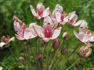 Butomus umbellatus <br>FLOWERING RUSH