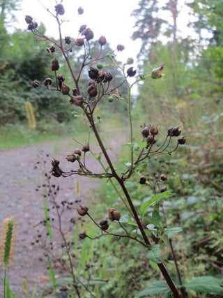Scrophularia nodosa <br>WOODLAND FIGWORT