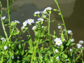 Myosotis scorpioides, Myosotis palustris <br>TRUE FORGET ME NOT, WATER FORGET ME NOT