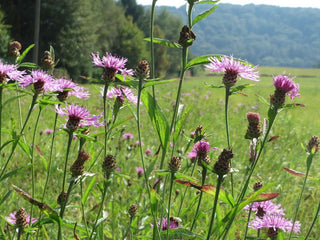 Centaurea jacea <br>BROWN KNAPWEED, STAR THISTLE <br>Organic