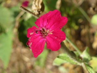 Lychnis coronaria <br>ROSE CAMPION