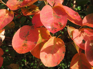 Amelanchier lamarckii <br>JUNEBERRY, SERVICEBERRY, SHADBUSH