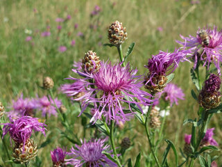 Centaurea jacea <br>BROWN KNAPWEED, STAR THISTLE <br>Organic