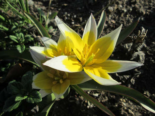 Tulipa turkestanica <br>TURKESTAN TULIP