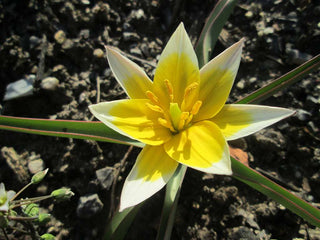 Tulipa turkestanica <br>TURKESTAN TULIP