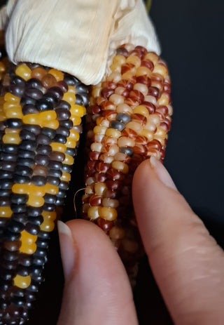 Zea mays <br>MINI ORNAMENTAL CORN