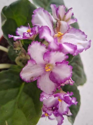 Saintpaulia <br>AFRICAN VIOLET <br>Leaf Cutting Pre-Order
