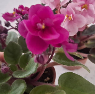 Saintpaulia <br>MINIATURE VARIEGATED AFRICAN VIOLET MIX