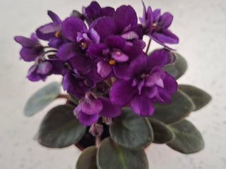 Saintpaulia <br>MINIATURE VARIEGATED AFRICAN VIOLET MIX