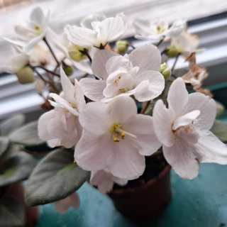 Saintpaulia <br>MINIATURE VARIEGATED AFRICAN VIOLET MIX