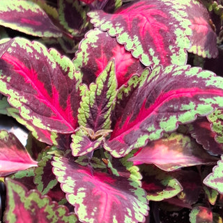 Coleus blumei <br>COLEUS NEW TYPES MIX