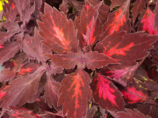 Coleus blumei <br>COLEUS NEW TYPES MIX