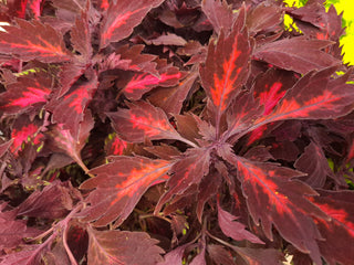 Coleus blumei <br>COLEUS NEW TYPES MIX