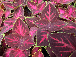 Coleus blumei <br>COLEUS NEW TYPES MIX