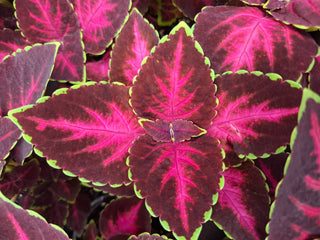 Coleus blumei <br>COLEUS NEW TYPES MIX