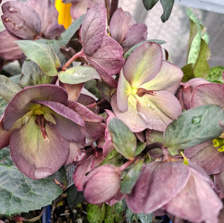 Helleborus sternii <br>CHRISTMAS ROSE.