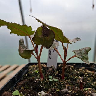Ricinus <br>CASTOR BEAN BLACK, NEW ZEALAND CASTOR, PURPLE CASTOR