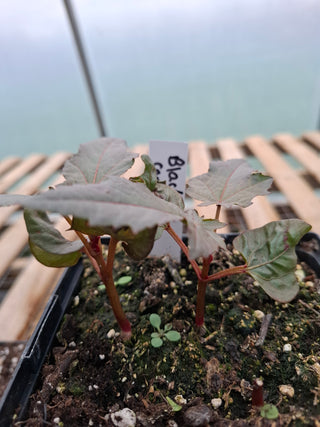 Ricinus <br>CASTOR BEAN BLACK, NEW ZEALAND CASTOR, PURPLE CASTOR