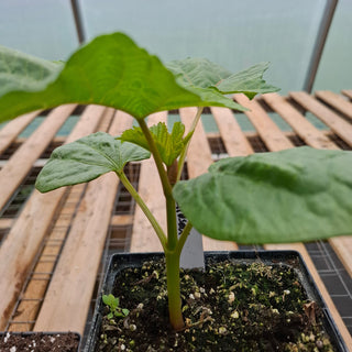 Ricinus gibsonii <br>RED CASTOR BEAN