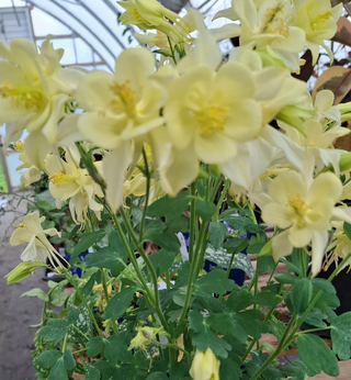 Aquilegia <br>YELLOW COLUMBINE