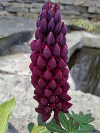 Lupinus polyphyllus <br>LUPIN TALL MIX