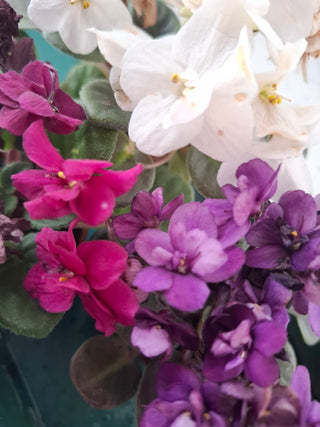 Saintpaulia <br>MINIATURE VARIEGATED AFRICAN VIOLET MIX