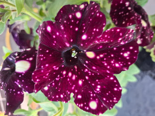 Petunia <br>PETUNIA SPOTTED & STRIPED, BURGUNDY MIX