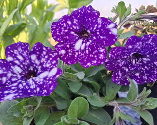 Petunia <br>PETUNIA SPOTTED & STRIPED, BLUE MIX