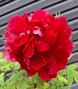 Paeonia <br>TREE PEONY MIX