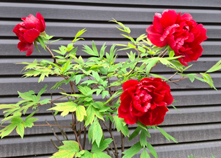 Paeonia <br>TREE PEONY MIX