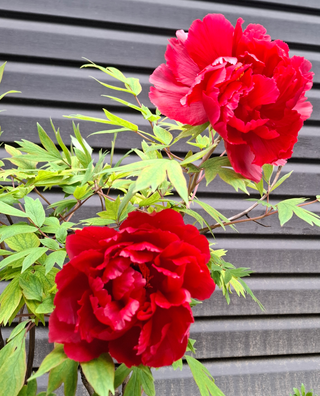 Paeonia <br>TREE PEONY MIX