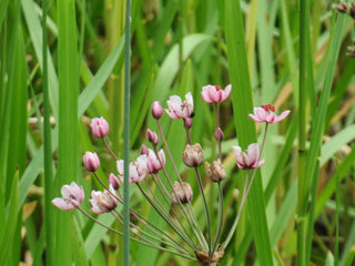 Butomus umbellatus <br>FLOWERING RUSH