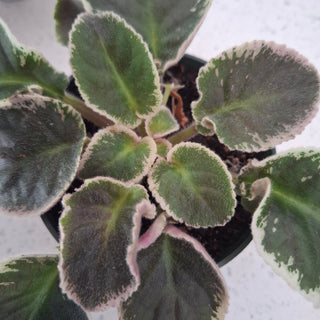 Saintpaulia <br>AFRICAN VIOLET <br>Leaf Cutting Pre-Order