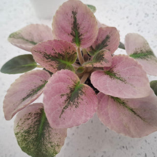 Saintpaulia <br>MINIATURE VARIEGATED AFRICAN VIOLET MIX