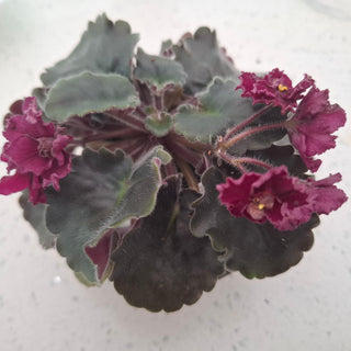 Saintpaulia <br>AFRICAN VIOLET CURLY CHERRY <br>Leaf Cutting Pre-Order