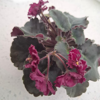 Saintpaulia <br>AFRICAN VIOLET CURLY CHERRY <br>Leaf Cutting Pre-Order
