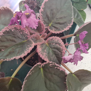 Saintpaulia <br>AFRICAN VIOLET <br>Leaf Cutting Pre-Order
