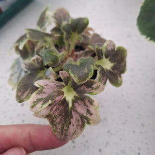 Saintpaulia <br>AFRICAN VIOLET <br>Leaf Cutting Pre-Order