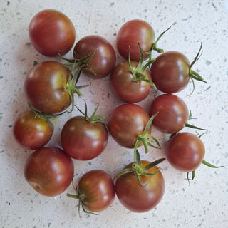 Solanum lycopersicum <br>TOMATO SWEET BLACK CHERRY